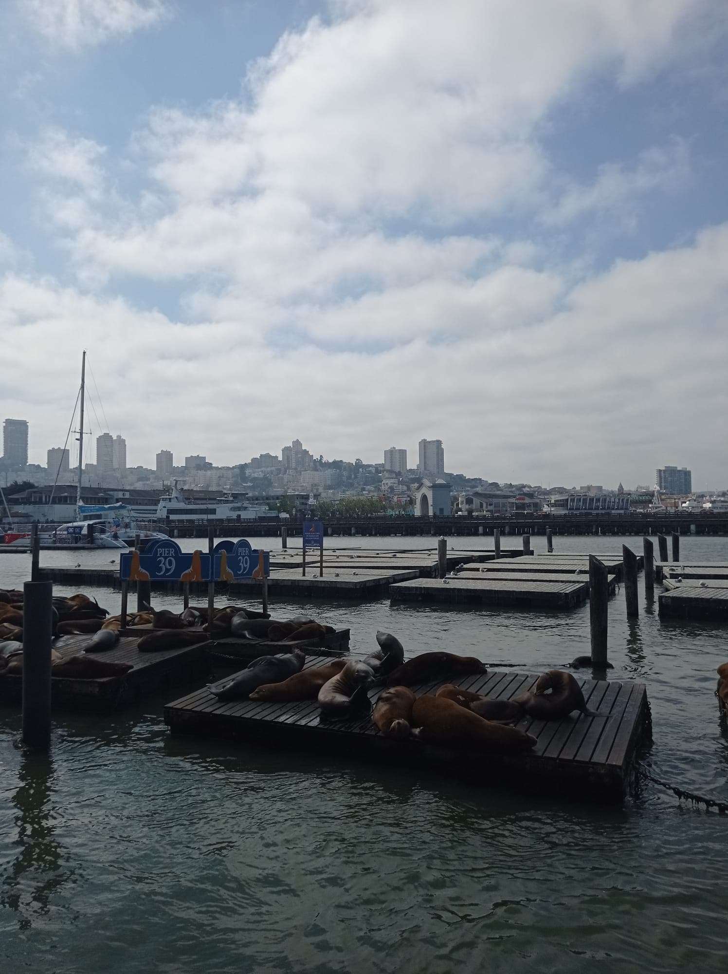 13 lugares imprescindibles que ver en San Francisco Blog de viajes Estados Unidos pier 39 leones marinos