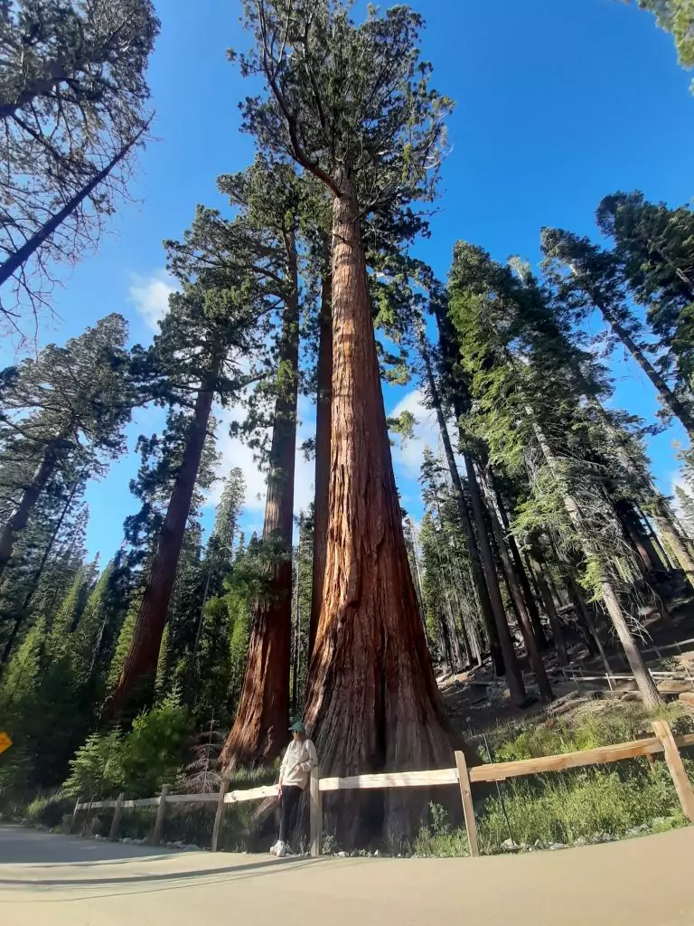 GUIA RUTA COSTA OESTE ESTADOS UNIDOS YOSEMITE NATIONAL PARK MARIPOSA GROVE