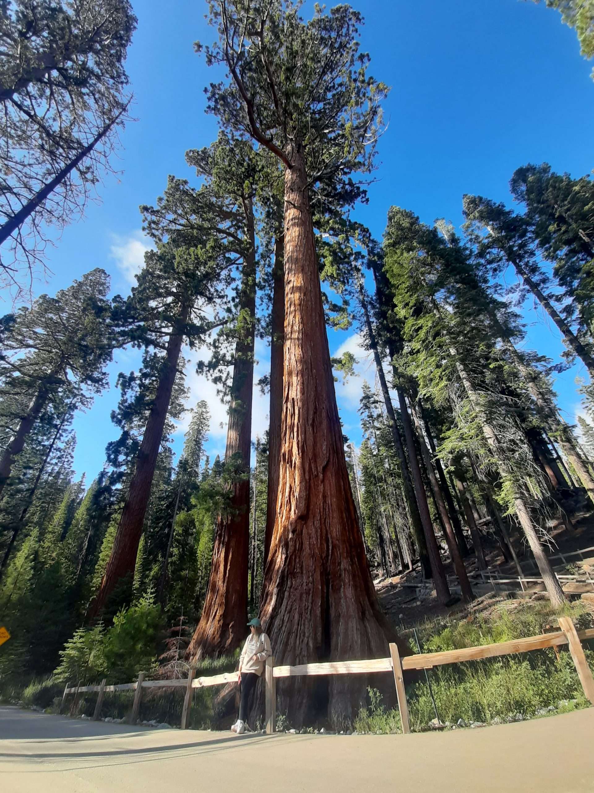 GUIA RUTA COSTA OESTE ESTADOS UNIDOS YOSEMITE NATIONAL PARK MARIPOSA GROVE