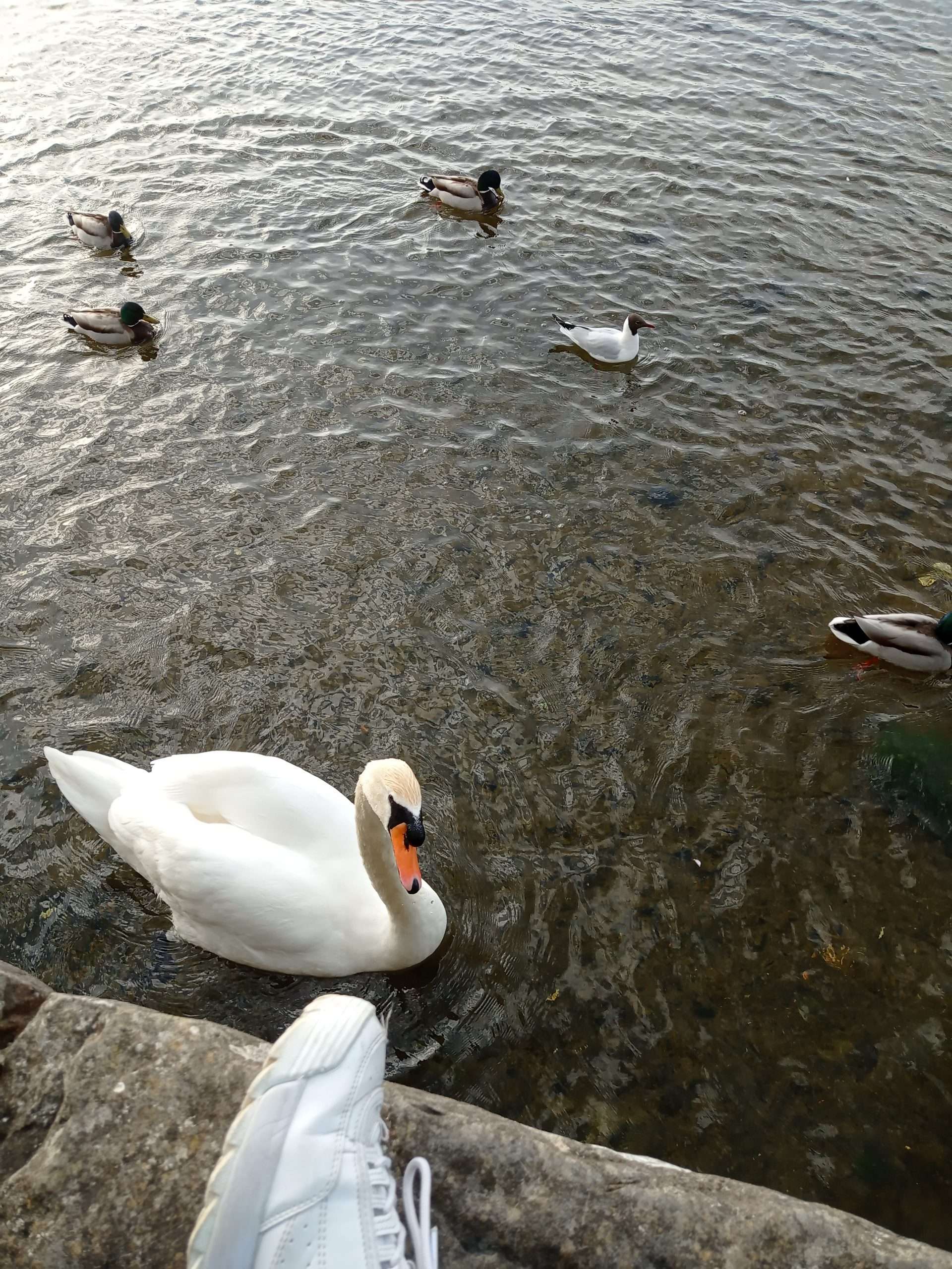 Qué ver en Galway en un día Salmon Weir cisnes