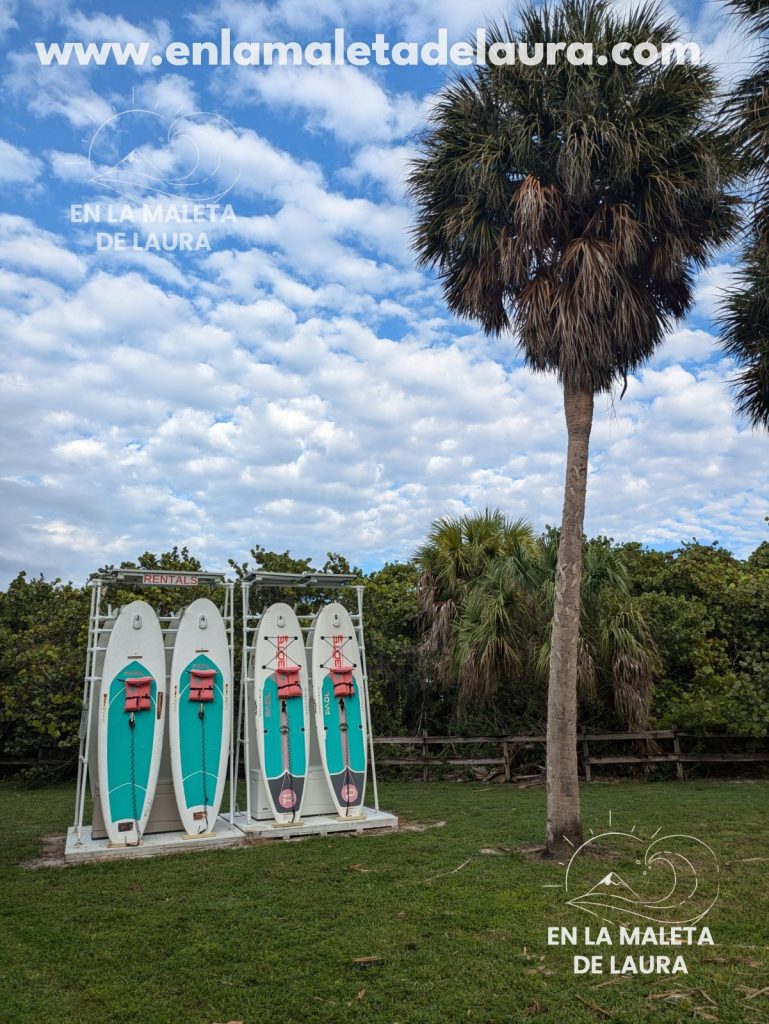 Tablas de paddle surf de alquiler junto a una palmera en Key Biscayne